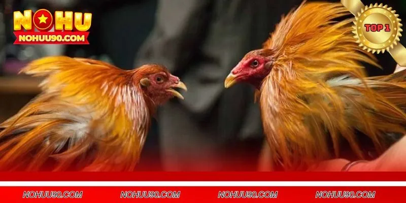 Chất lượng, uy tín của sảnh cá cược chọi kê nhà cái NOHU90