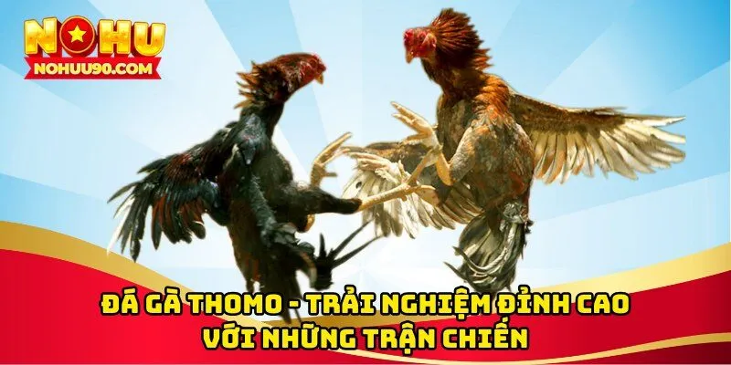 Đá gà thomo