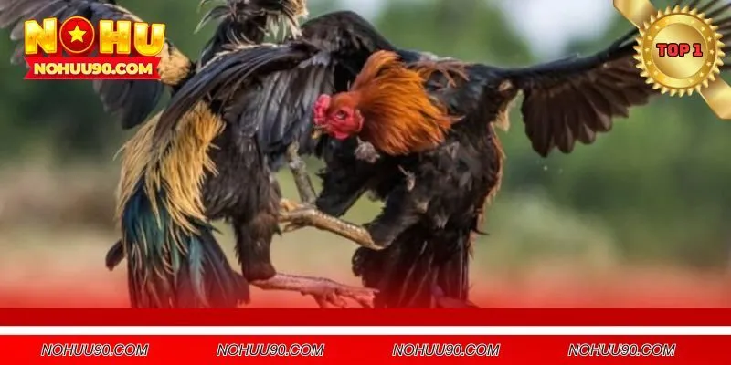 Kinh nghiệm hay để chọn được chiến kê hợp lý