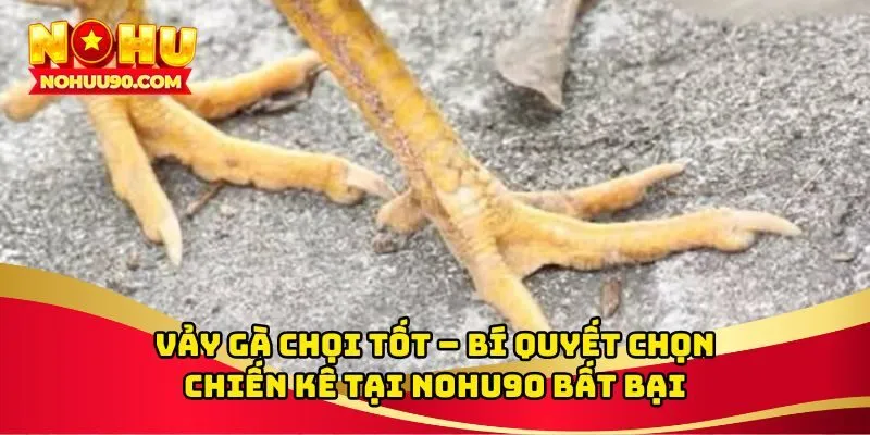 Vảy gà chọi tốt